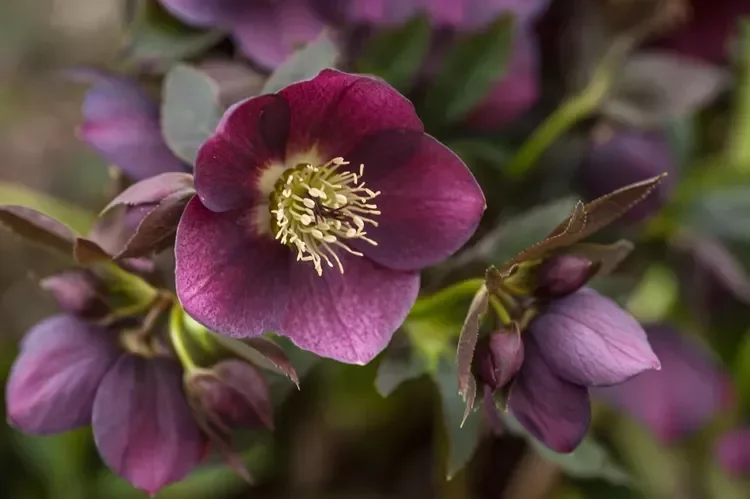 12 Spring Bulb Garden Ideas That Will Transform Your Outdoor Space This Year Hellebore