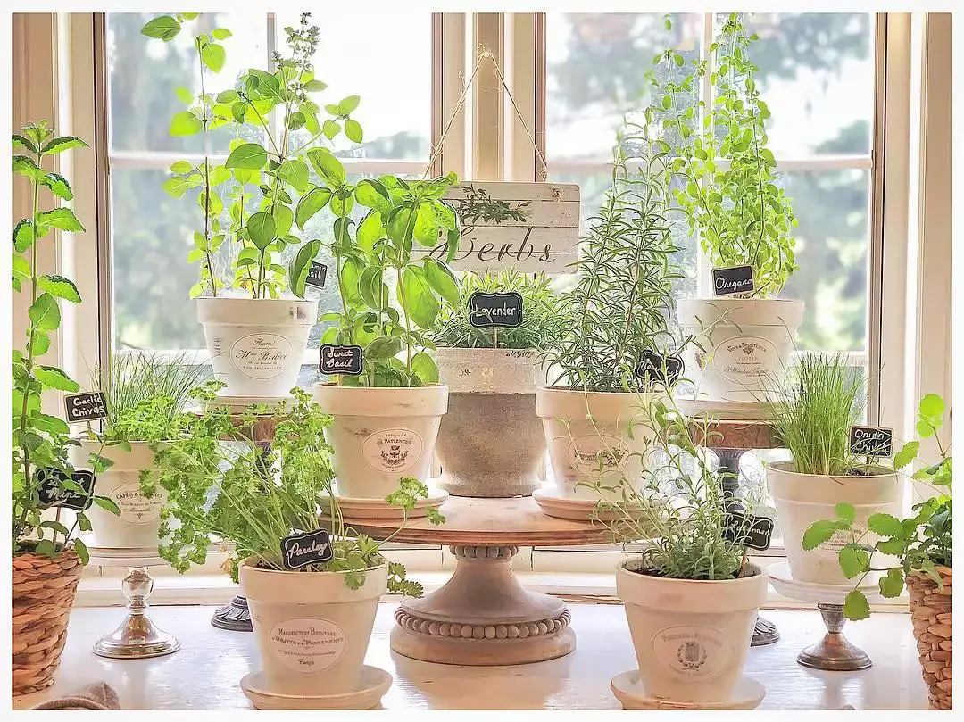 16 Beautiful Ways to Create Your Dream Indoor Garden Space Herb Collection on a Sunny Windowsill