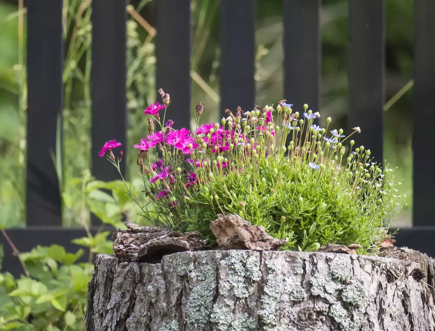 Hollow Out a Tree Stump