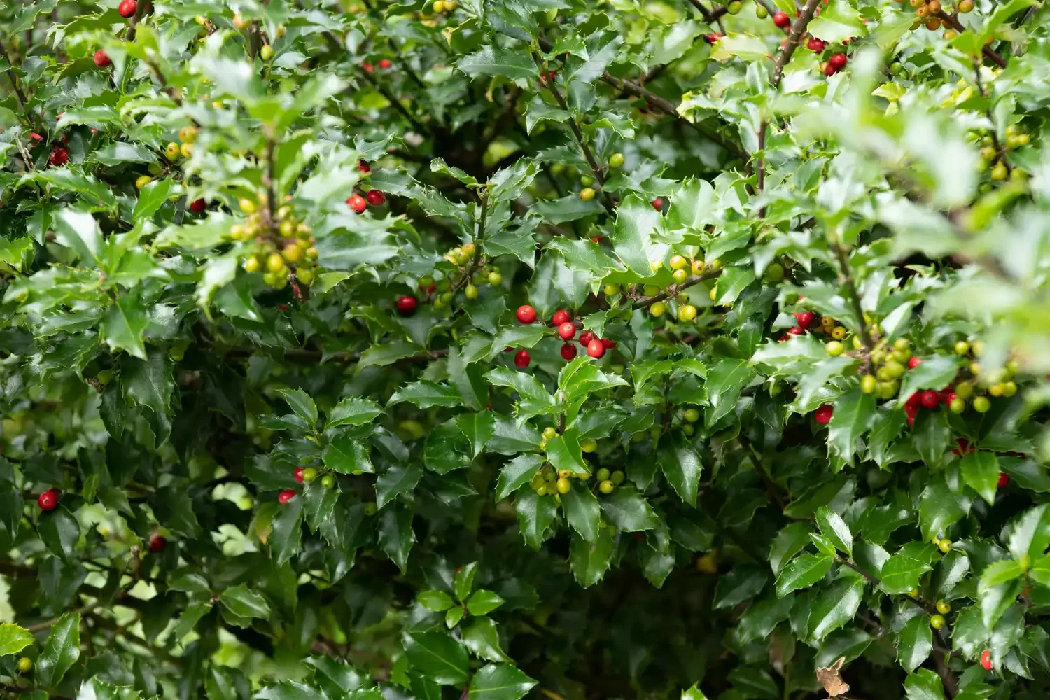 6 Creative Ways to Design Your Property Boundaries Holly Shrubs to Deter Trespassers