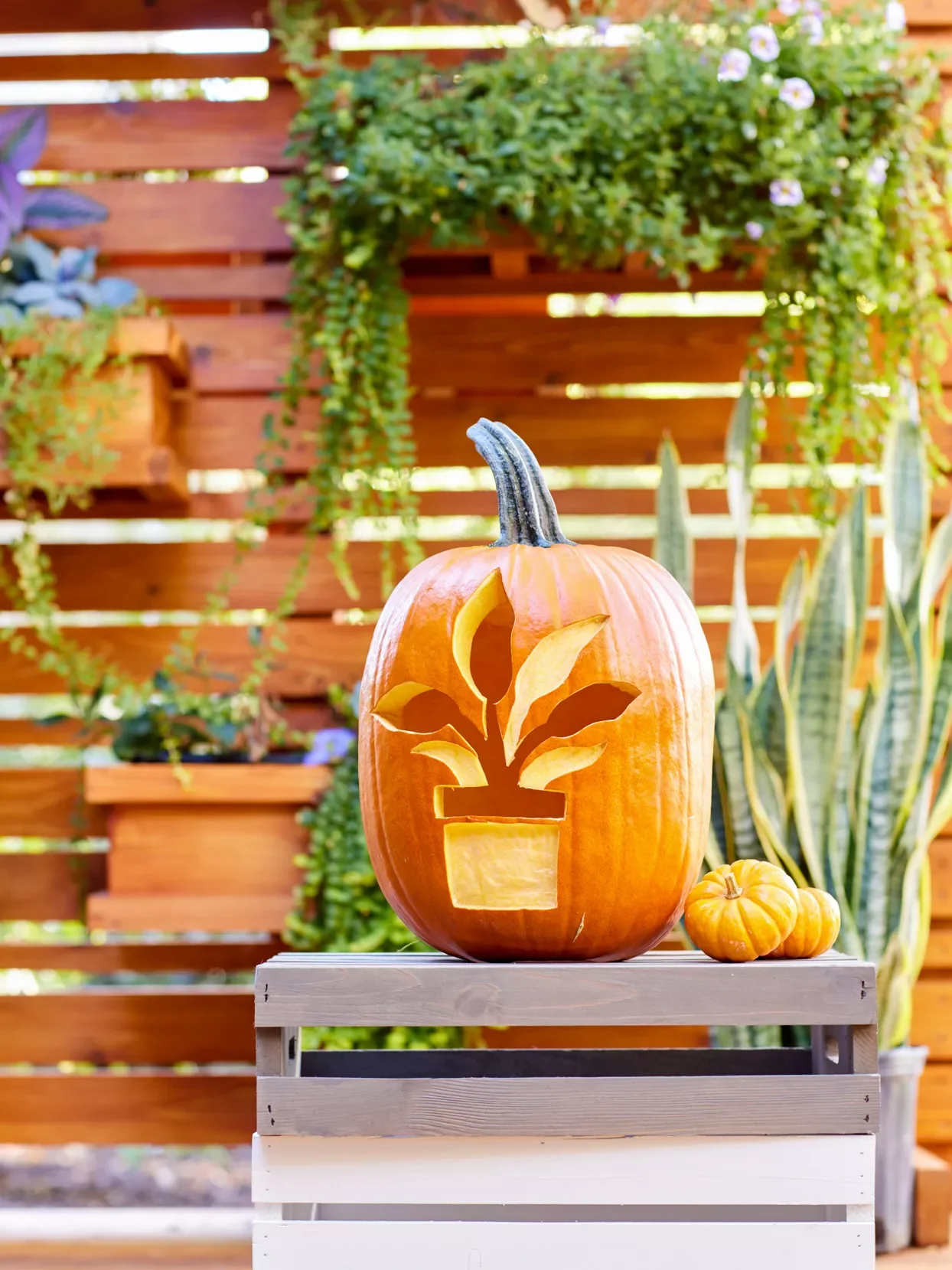 65 Free Pumpkin Carving Templates to Transform Your Porch 9 Houseplant Pumpkin Stencil