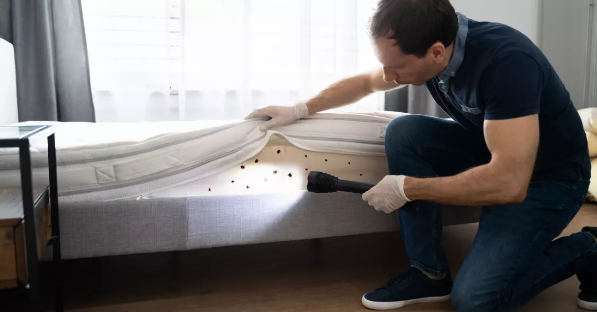 How To Prevent And Treat Bed Bug Infestations