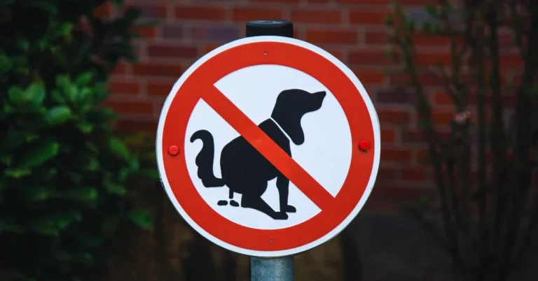 How to Get Around Pet Restrictions? Rental Awareness