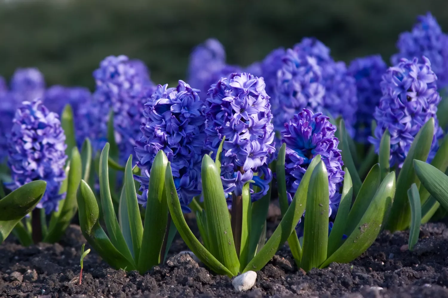 12 Spring Bulb Garden Ideas That Will Transform Your Outdoor Space This Year Hyacinths
