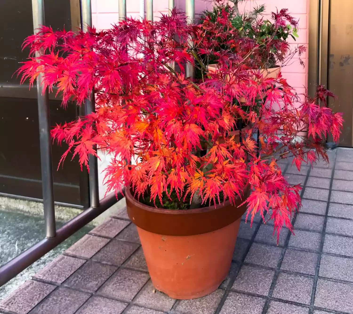 20 Stunning Fall Container Ideas to Transform Your Outdoor Space 14 Inaba Shidare