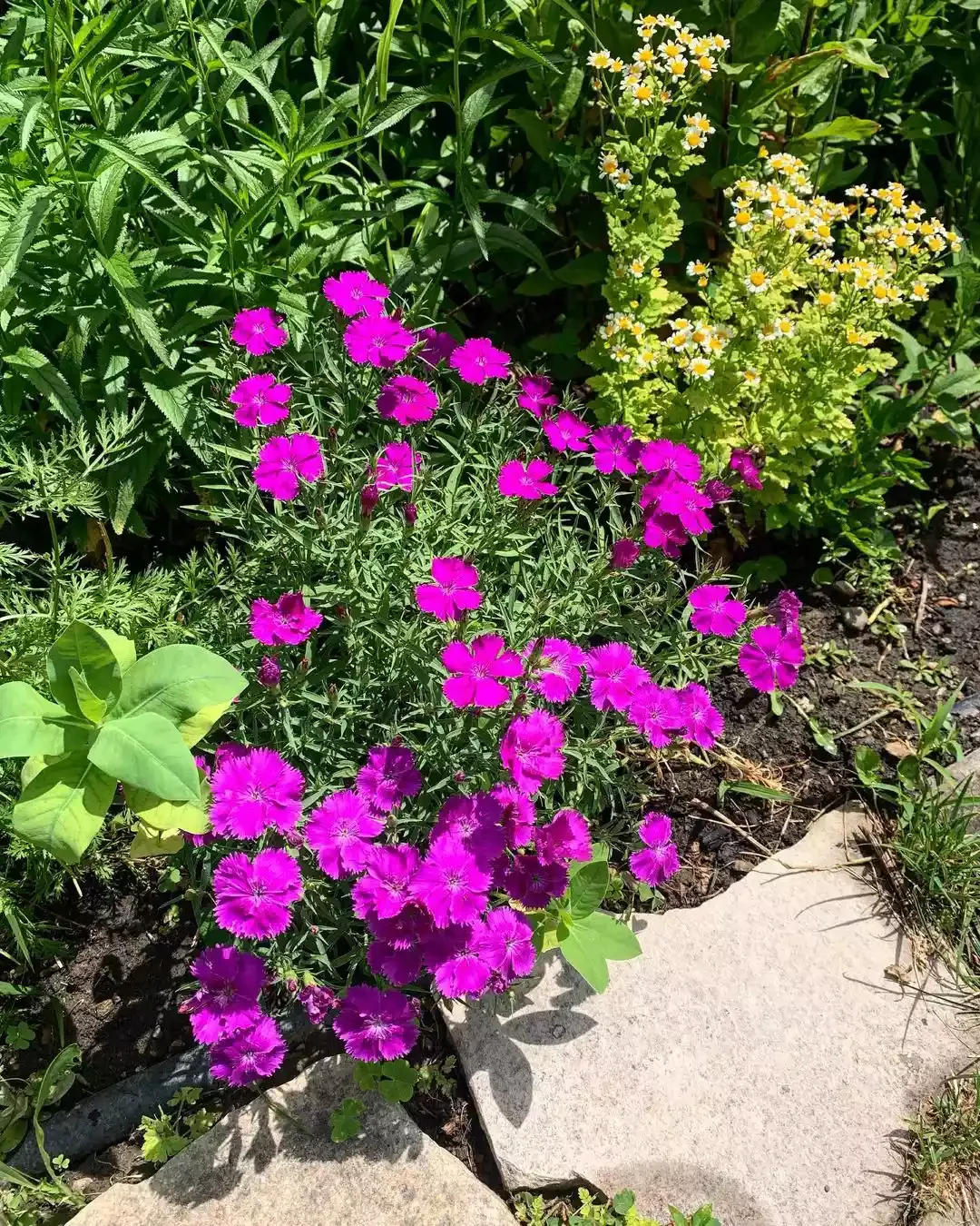 13 Effortless Garden Border Ideas That'll Transform Your Outdoor Space Incorporate Creeping Plants for an Organic Look