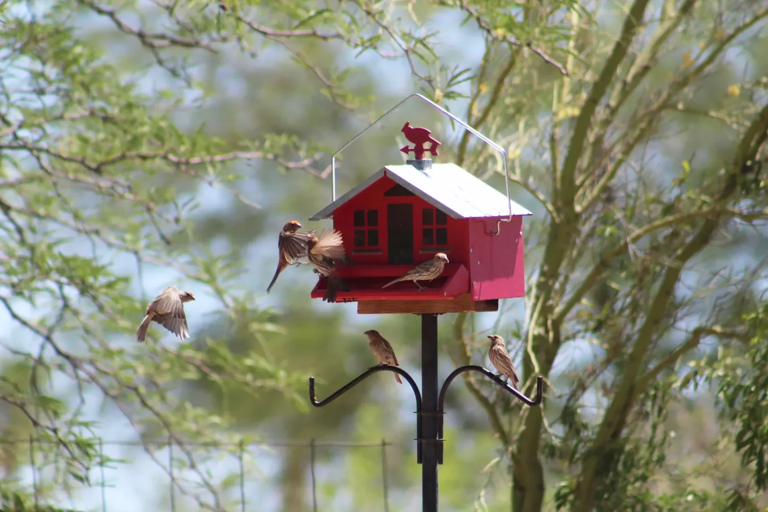 Incorporate a Garden Birdfeeder