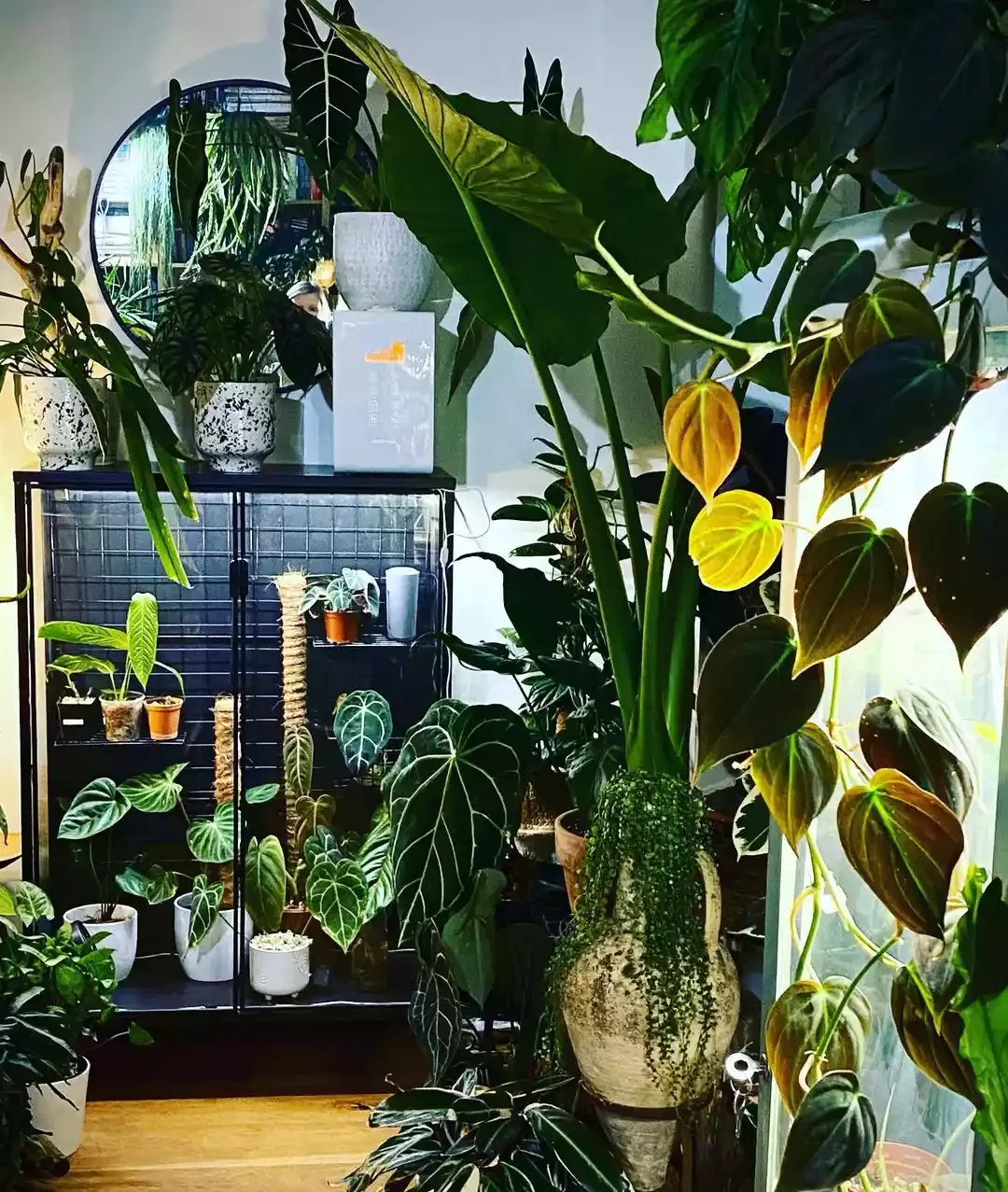16 Beautiful Ways to Create Your Dream Indoor Garden Space Indoor Greenhouse