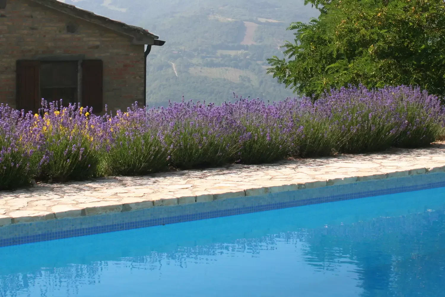 16 Pool Landscaping Ideas That Transform Your Area Insect-Repelling Herbs
