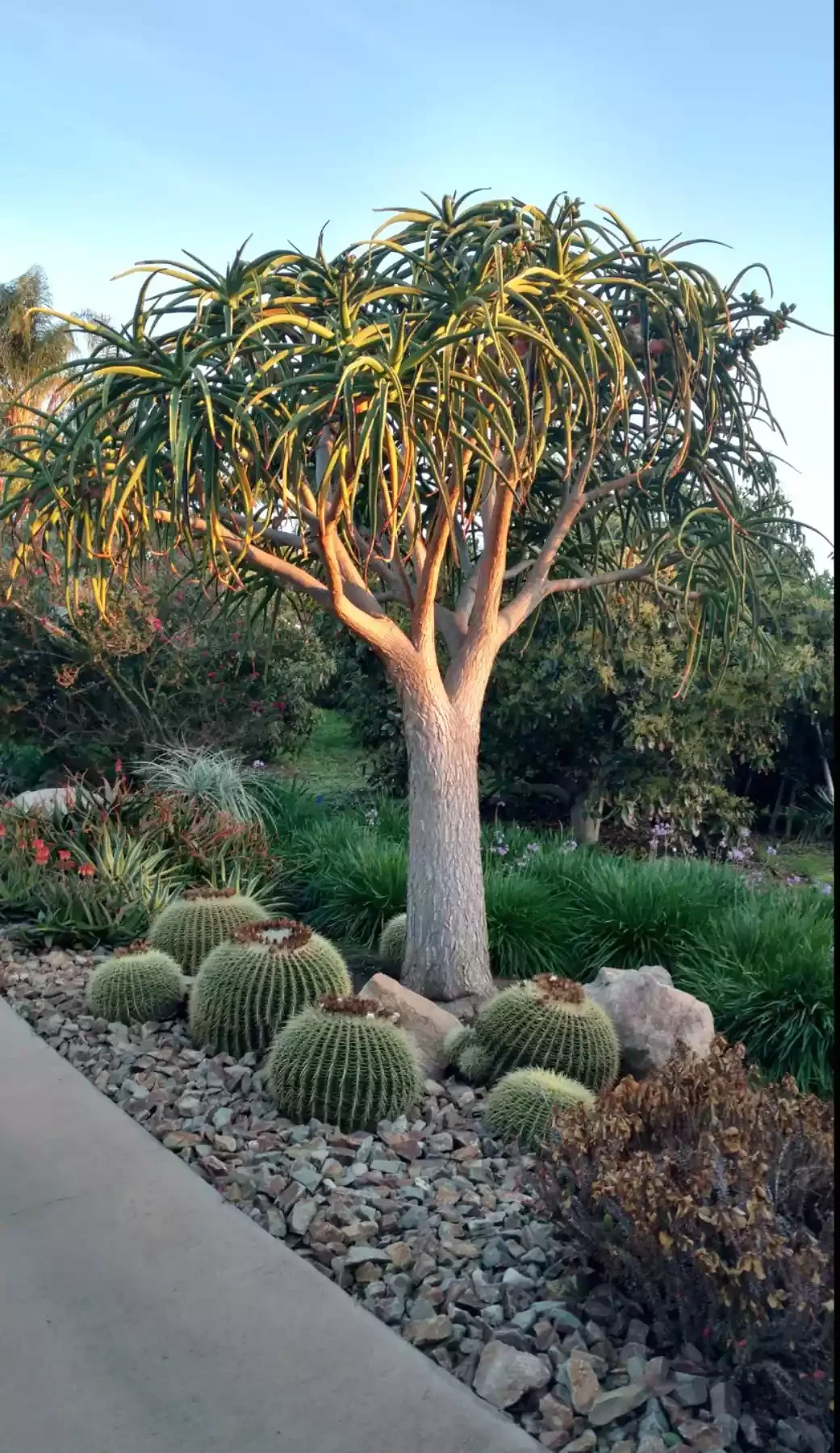 15 Creative Ways to Transform the Space Around Your Trees Install a Cactus Garden