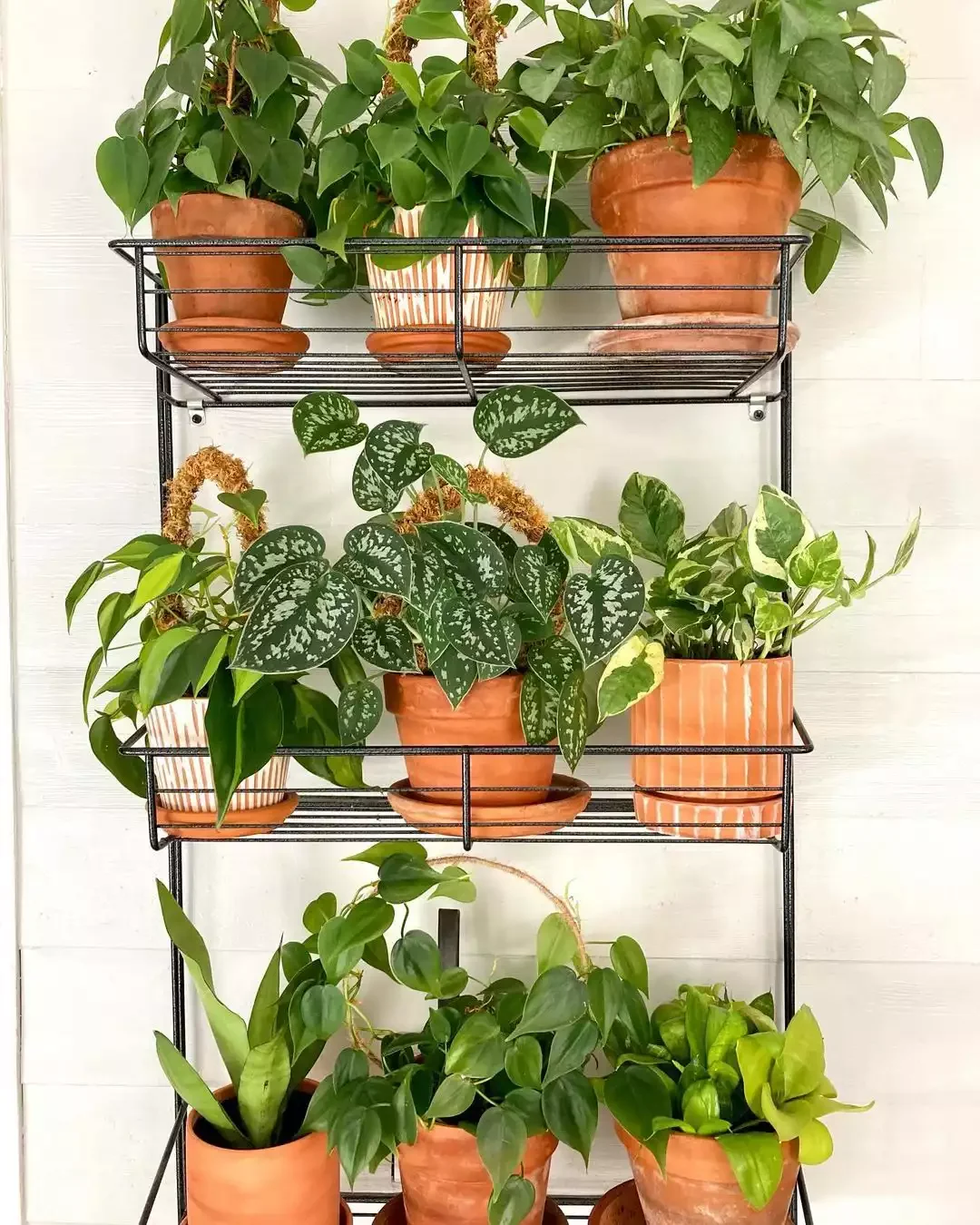 37 Budget Backyard Ideas That Create a Stunning Retreat Install a Plant Shelf