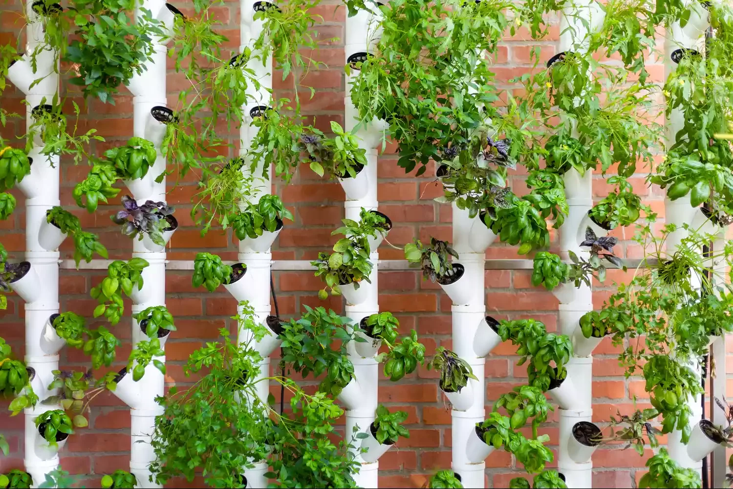 Install a Vertical Hydroponic System