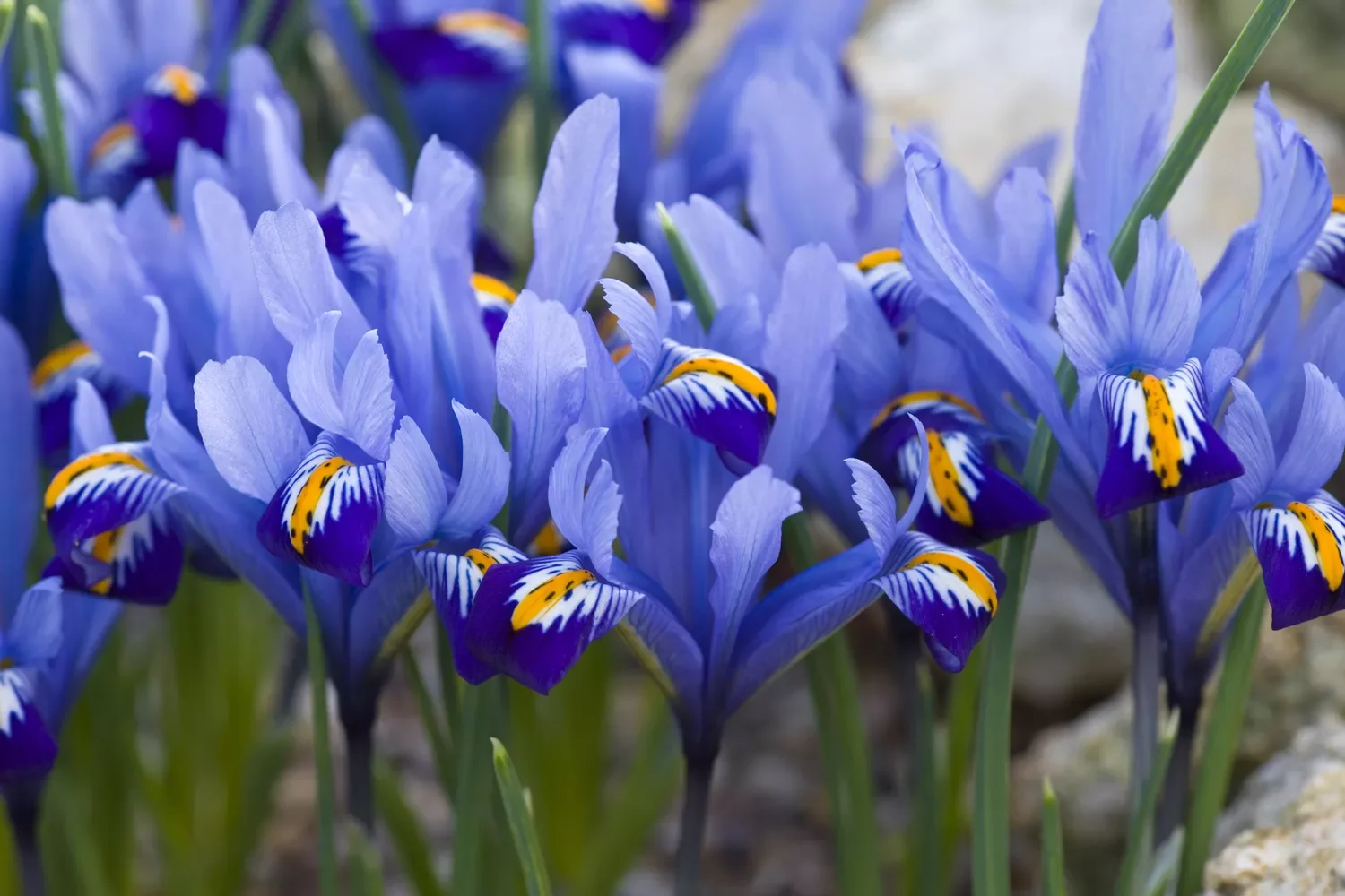 12 Spring Bulb Garden Ideas That Will Transform Your Outdoor Space This Year Iris Reticulata