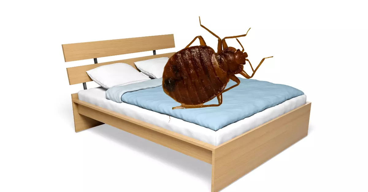 Is Landlord Responsible for Bed Bugs
