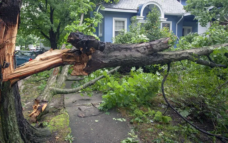 Is Neighbor Responsible for Fallen Tree? Find Out Now!