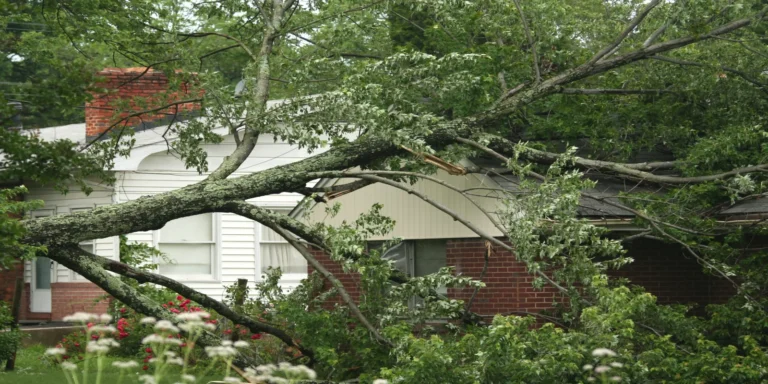 Is Your Neighbor Responsible for Tree Troubles?