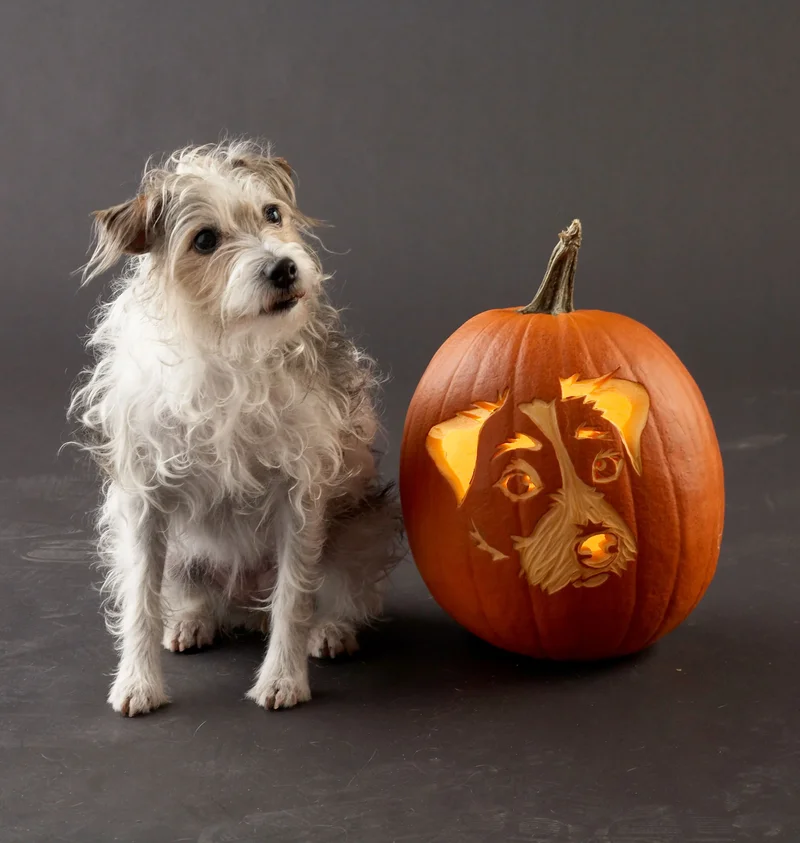 23 Canine Pumpkin Carving Templates That Are Free & Fun 6 Jack Russell Terrier Pumpkin