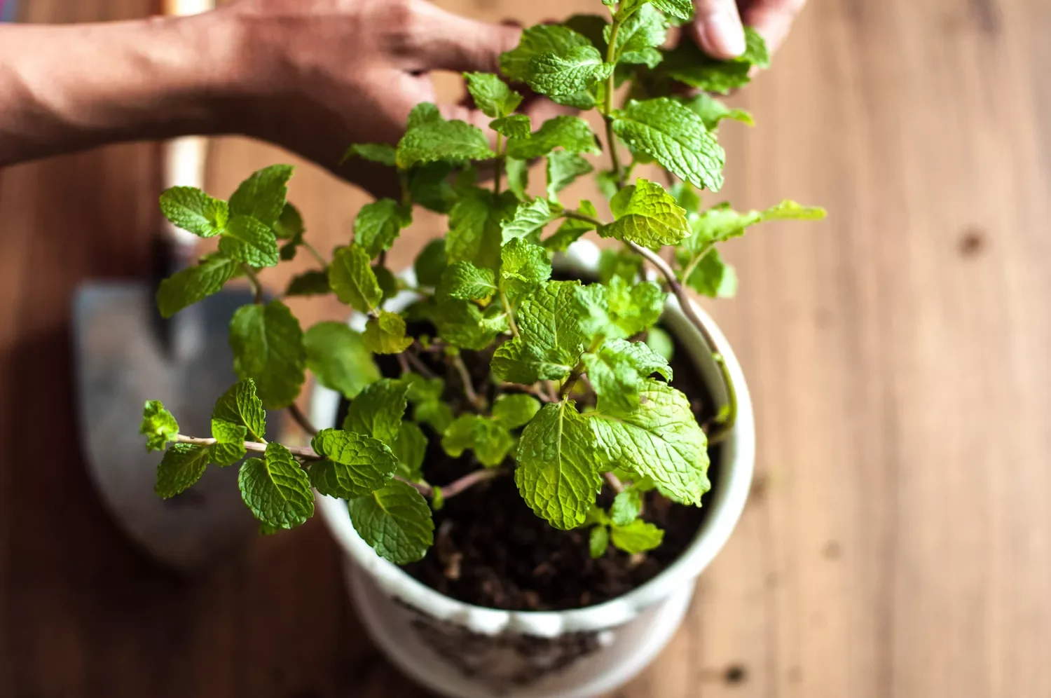 37 Creative Herb Garden Ideas to Transform Your Indoor and Outdoor Spaces Keep Herbs by Your Bar Cart
