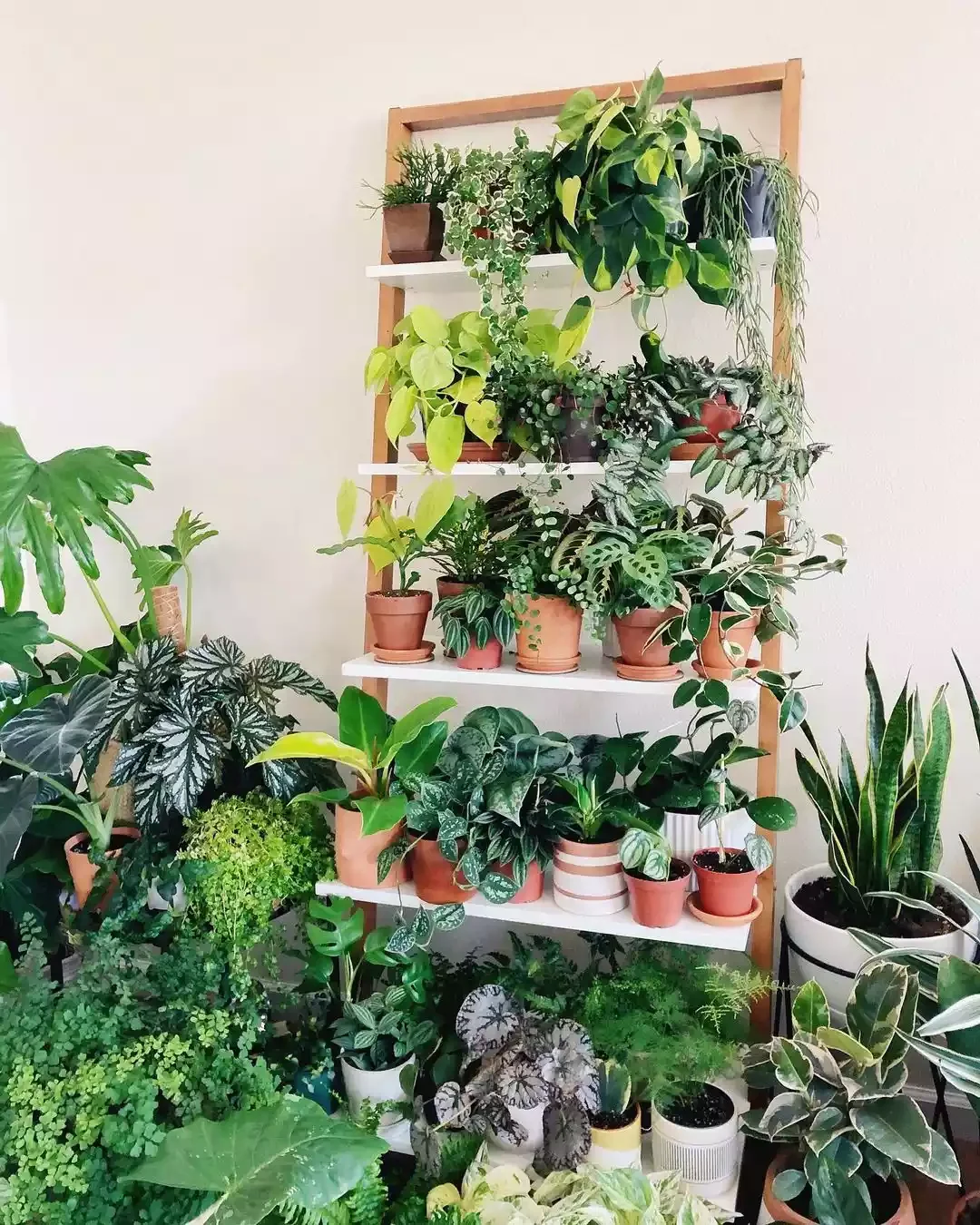 15 Creative Plant Display Ideas That'll Transform Your Home Into a Green Paradise 5 Keep the Plants Going on the Floor