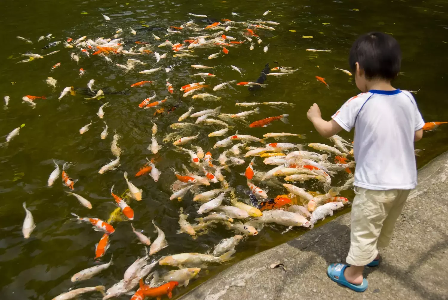 24 Beautiful Koi Pond Designs to Transform Your Outdoor Space Koi Pond With Open Feeding Area