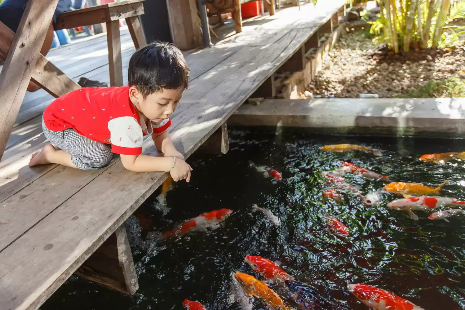 24 Beautiful Koi Pond Designs to Transform Your Outdoor Space Koi Pond With Viewing Platform
