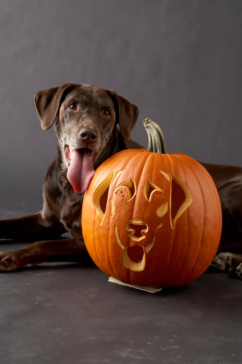 23 Canine Pumpkin Carving Templates That Are Free & Fun 8 Labrador Retriever Pumpkin