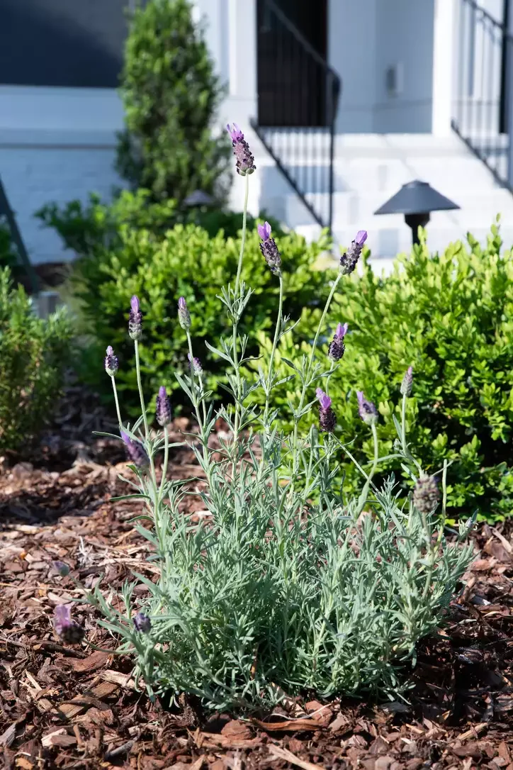 Lavender Plants