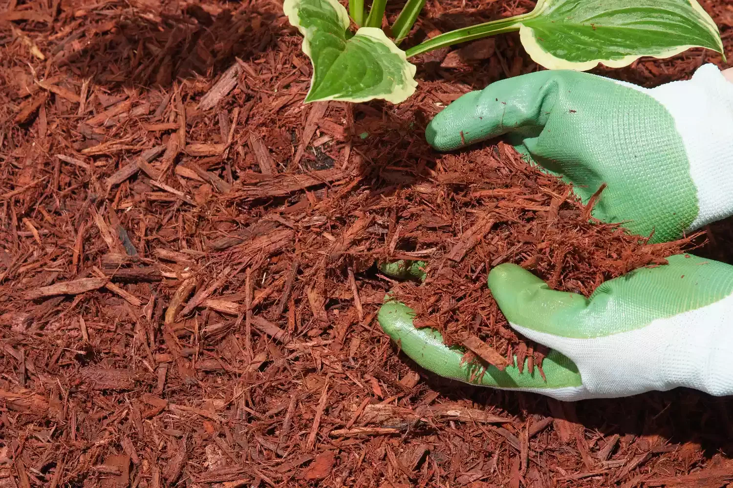 12 Winter Landscape Design Ideas That Keep Your Outdoor Space Colorful and Cozy Lay Colorful Mulch