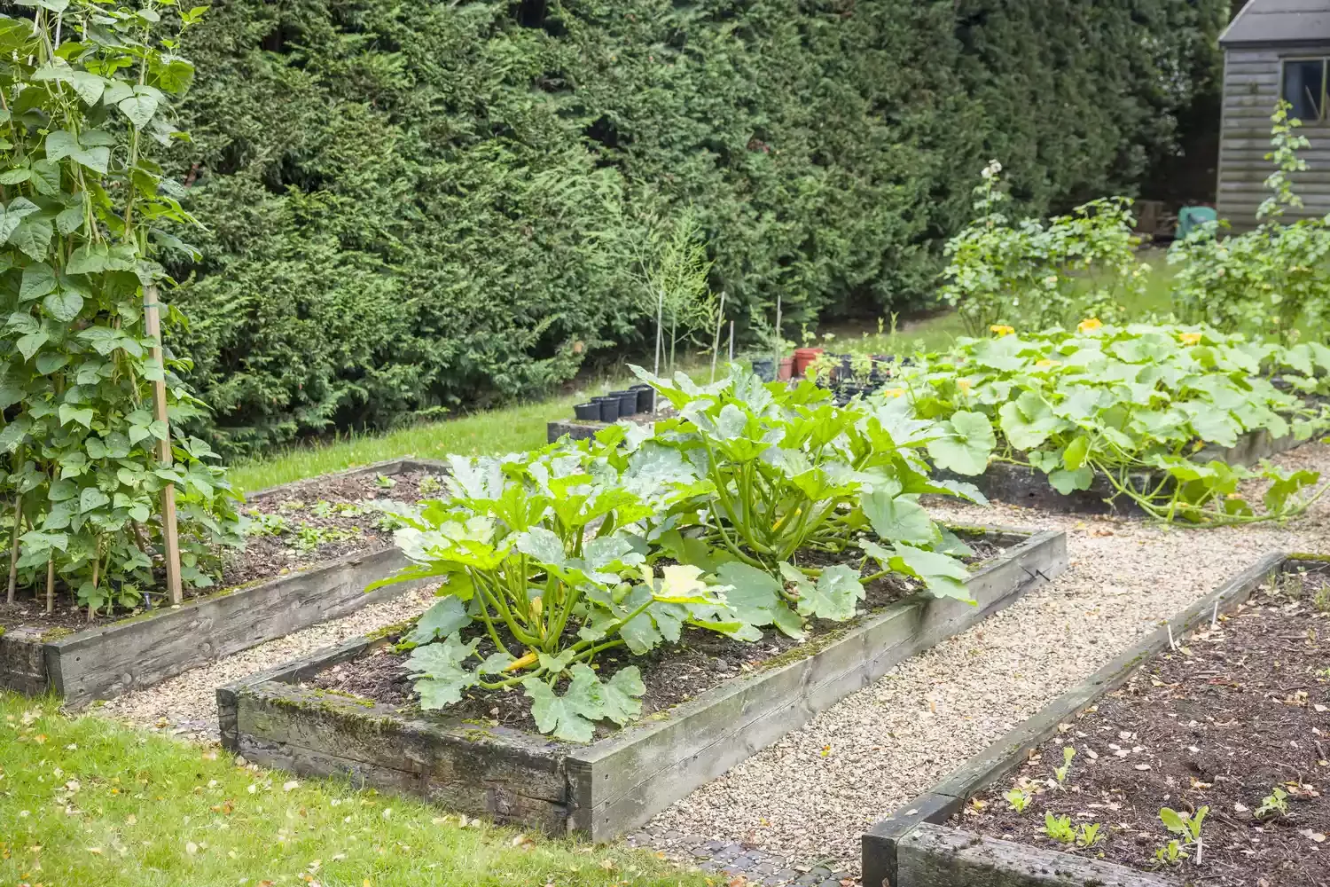 26 Vegetables Garden Ideas That Keep Your Home Stocked with Year-Round Lay Gravel Paths Around Raised Beds