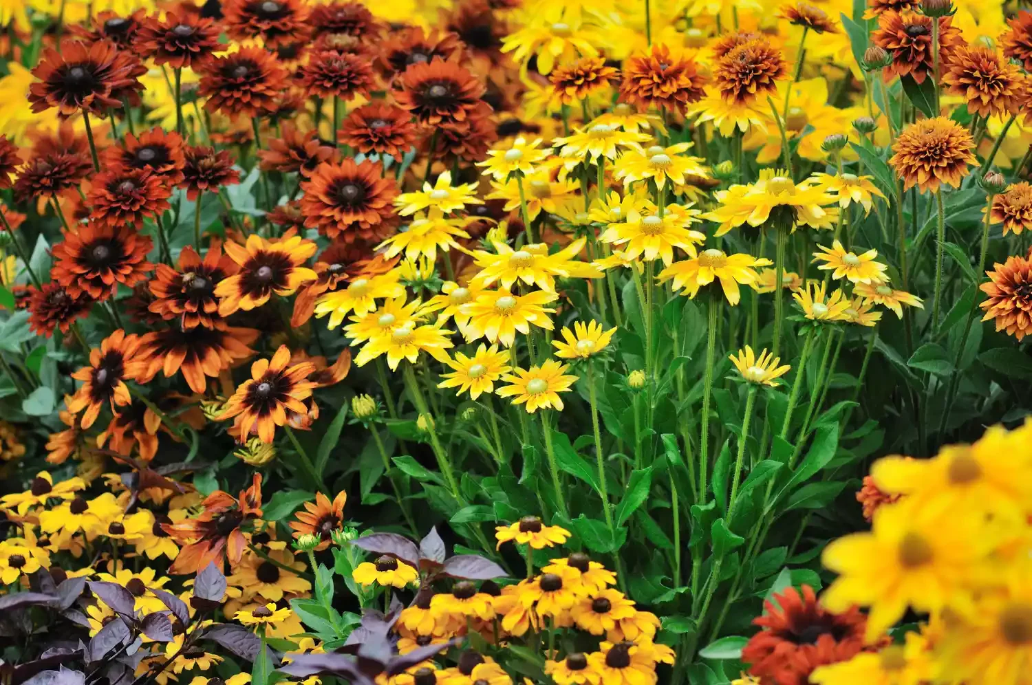 30 Stunning Fall Decor Ideas to Transform Your Outdoor Space Into an Autumn Paradise 17 Let Black-Eyed Susans Steal the Show