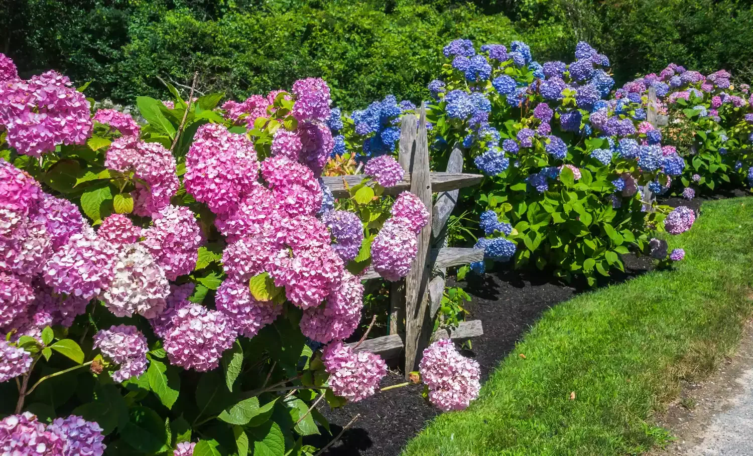 Let Flowering Shrubs Adorn an Open Rail Fence