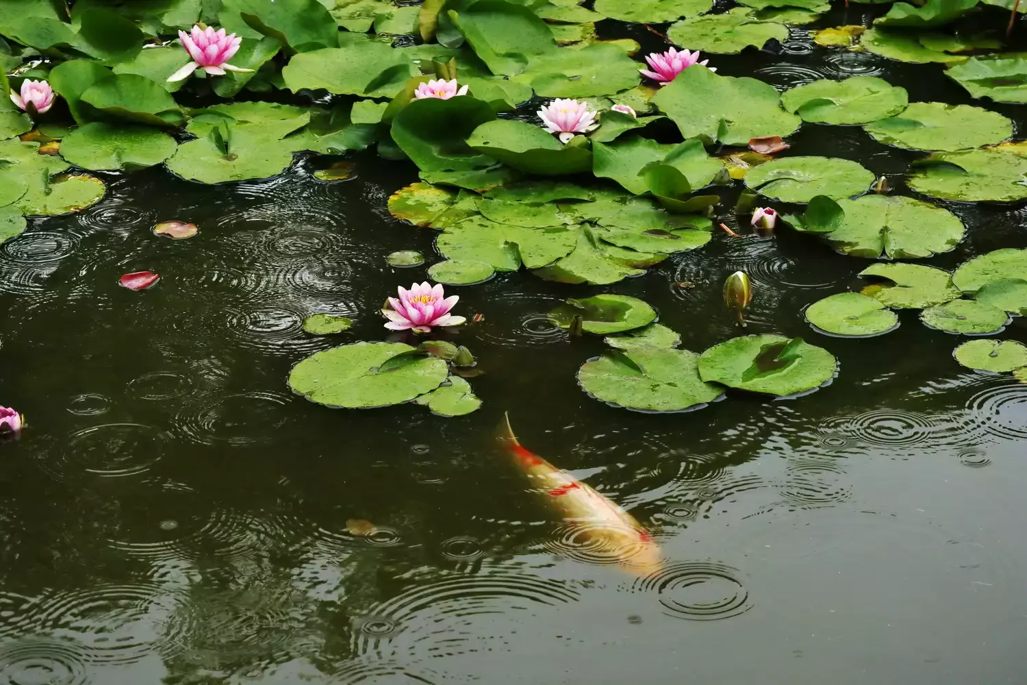 24 Beautiful Koi Pond Designs to Transform Your Outdoor Space Lily Pad Koi Pond