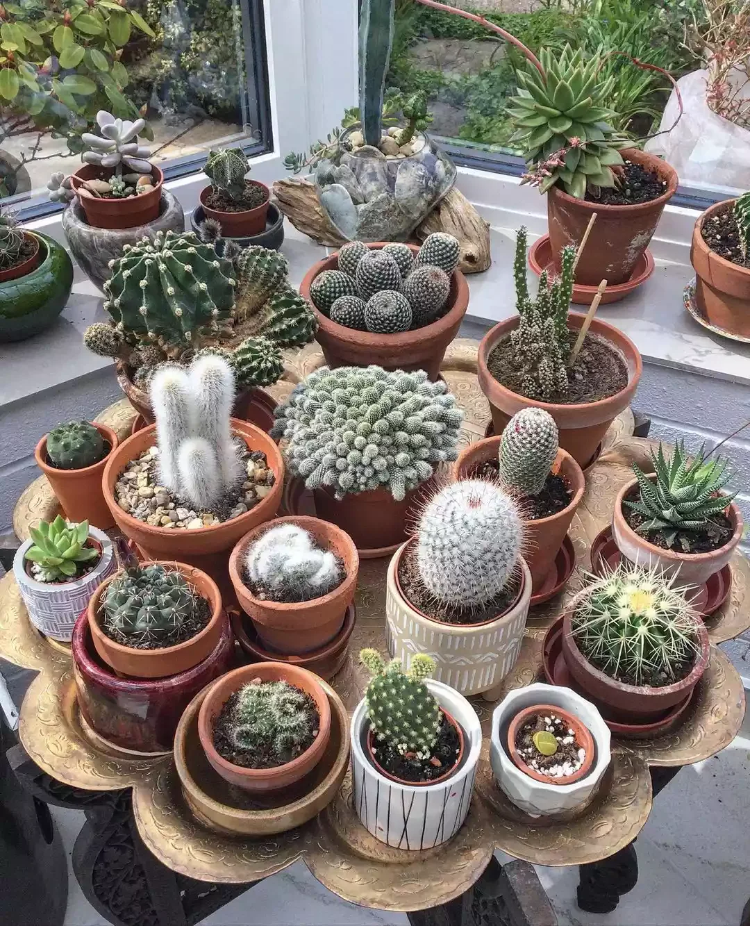 16 Beautiful Ways to Create Your Dream Indoor Garden Space Low-Maintenance Cacti Collection