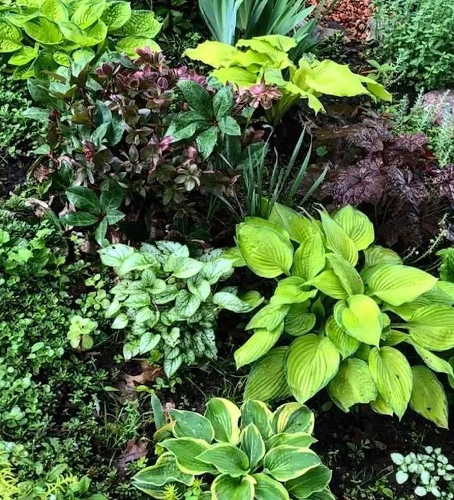 82 Stunning Front Yard Landscaping Ideas to Transform Your Home's Curb Appeal This Spring Low-Maintenance Hosta Bed