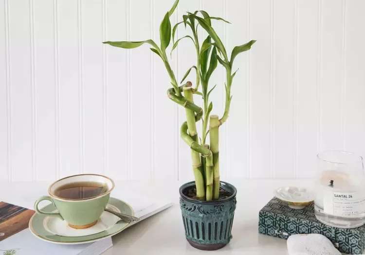 30 Beautiful Indoor Plants That Will Transform Your Home Into a Green Paradise 2 Lucky Bamboo