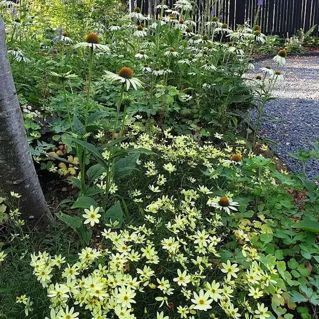 82 Stunning Front Yard Landscaping Ideas to Transform Your Home's Curb Appeal This Spring Luminous Front Yard Blooms