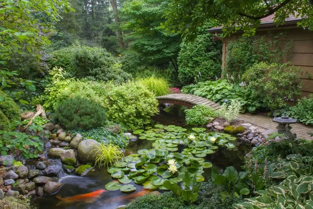Lush Koi Pond