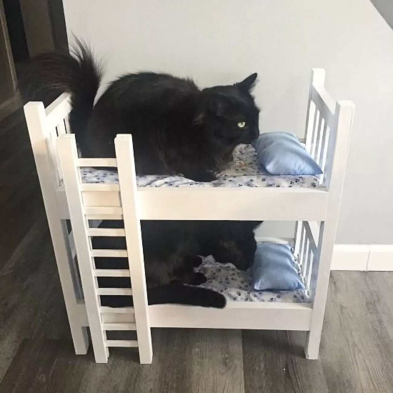 25 Stylish Cat Room Ideas That'll Transform Your Home Into a Feline Paradise 10 Make Room for Two
