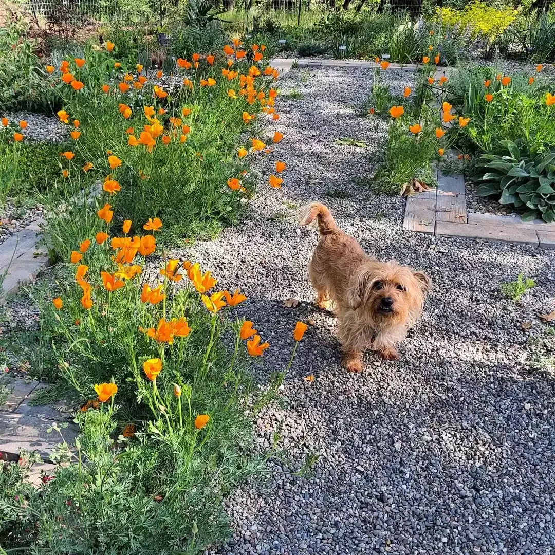 15 Stunning Wildflower Garden Designs to Transform Your Backyard Into a Natural Paradise Make Wild Walkways