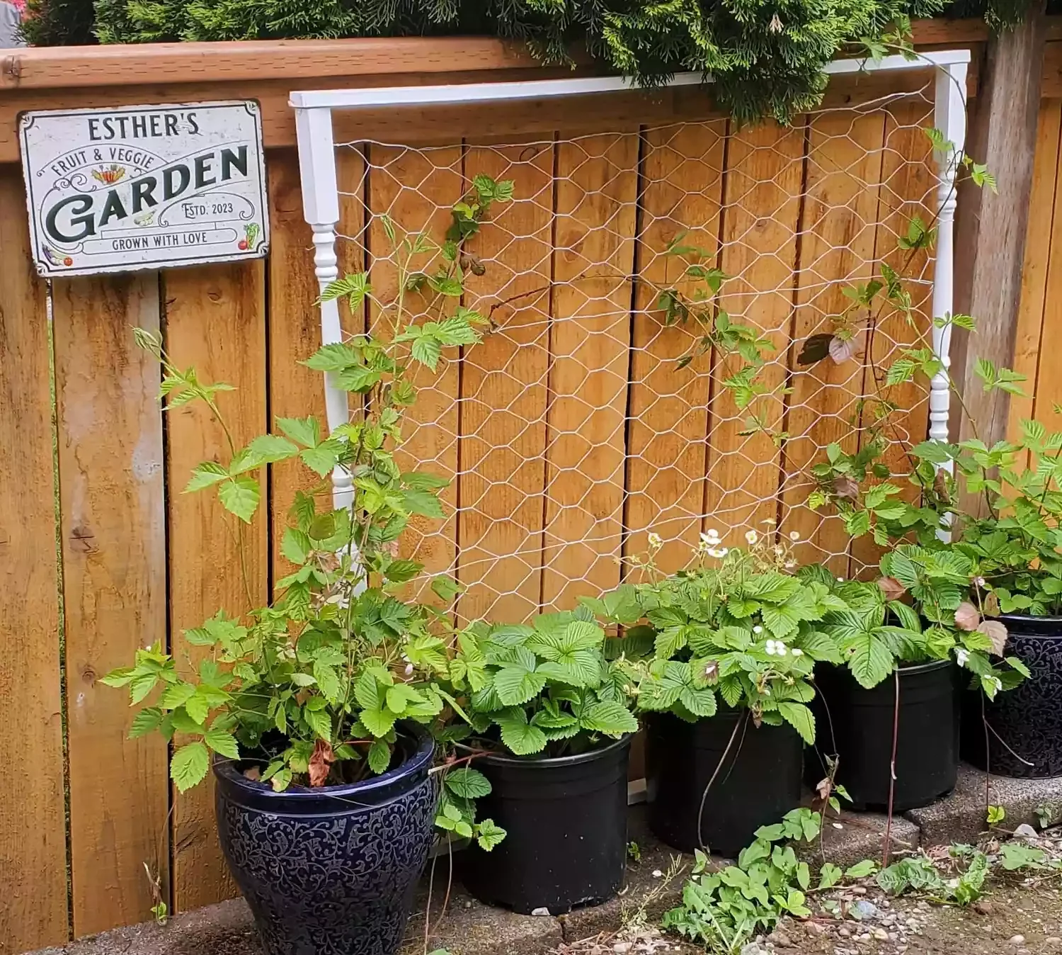 40 Budget-Friendly DIY Backyard Projects to Create Your Dream Outdoor Space Make a Trellis Out of Chicken Wire