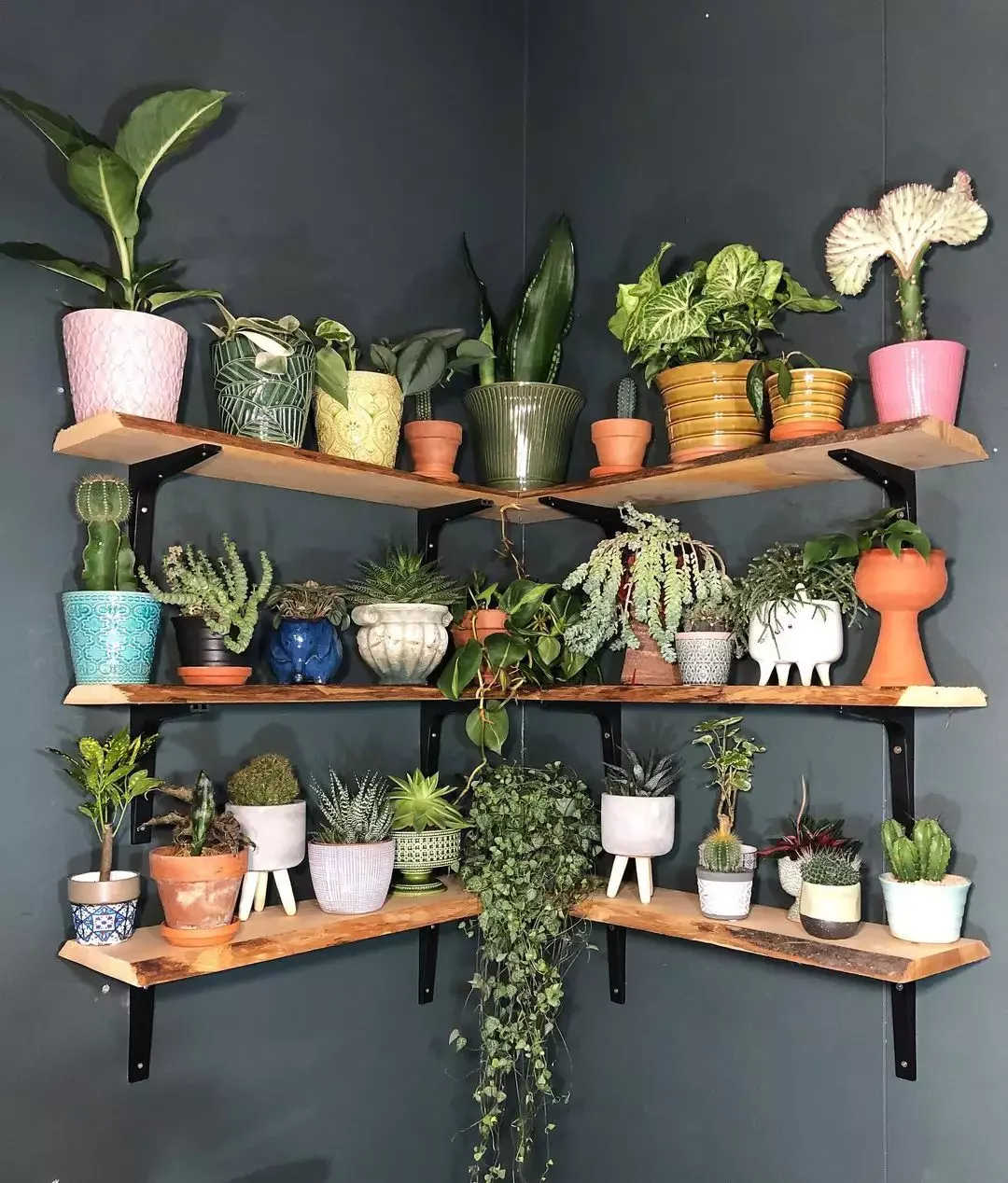 15 Creative Plant Display Ideas That'll Transform Your Home Into a Green Paradise 15 Make an L-Shape to Decorate a Corner