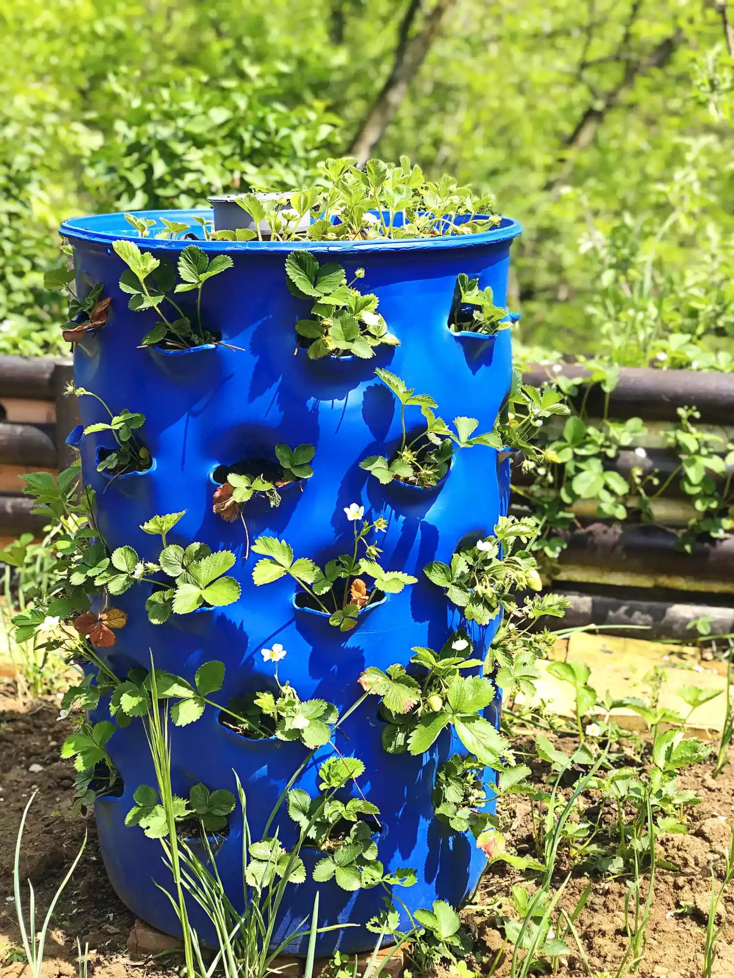 43 Budget-Friendly Backyard Makeover Ideas That Look Expensive 12 Make an Upcycled Strawberry Planter