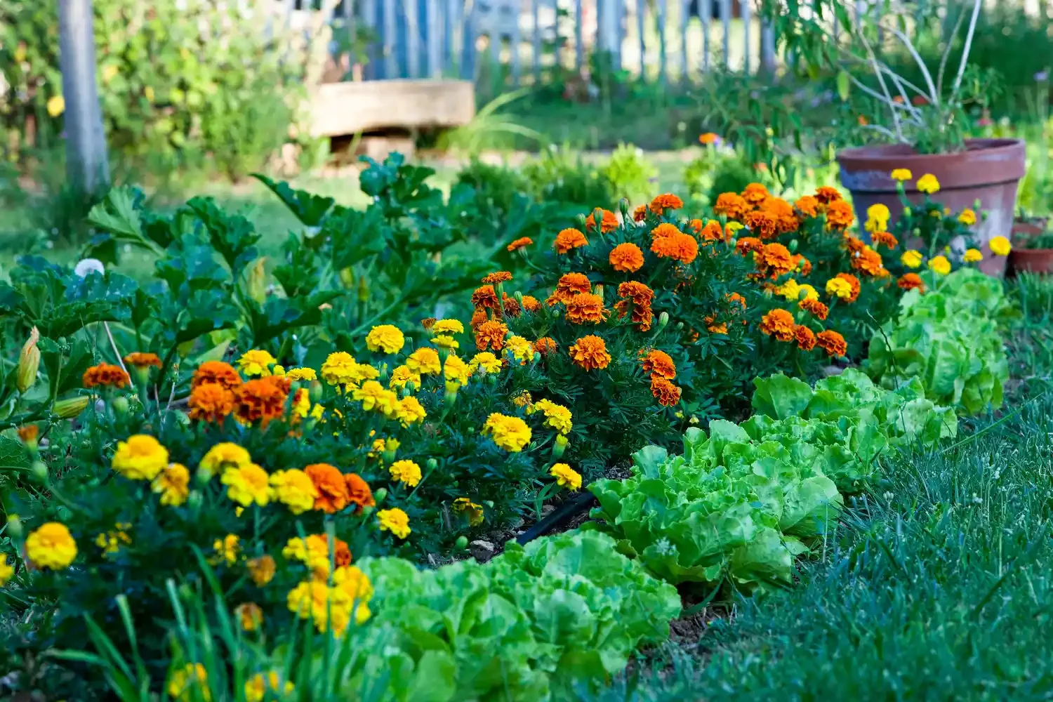 20 Stunning Fall Container Ideas to Transform Your Outdoor Space 6 Marigolds and Lettuce