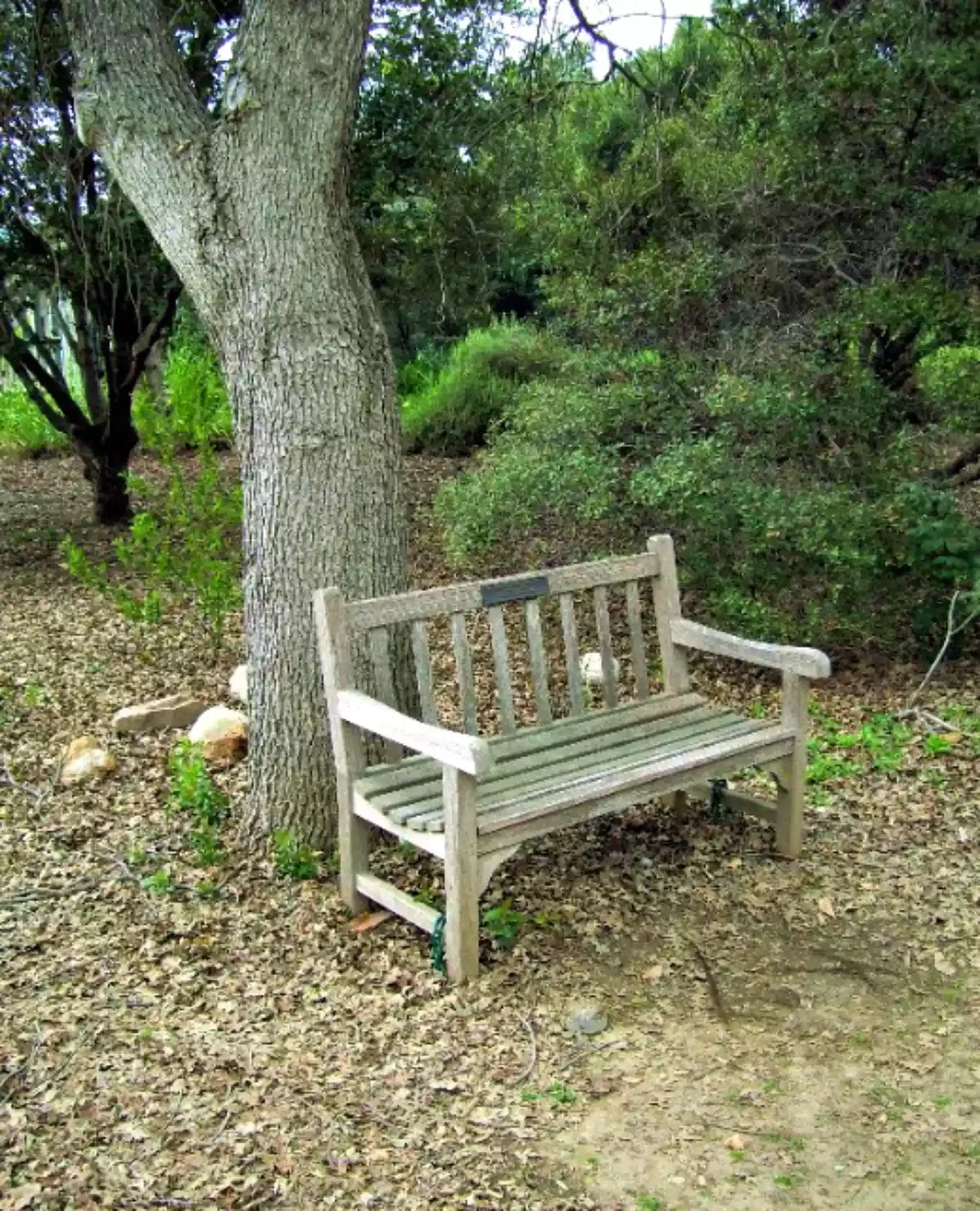 Memorial Bench