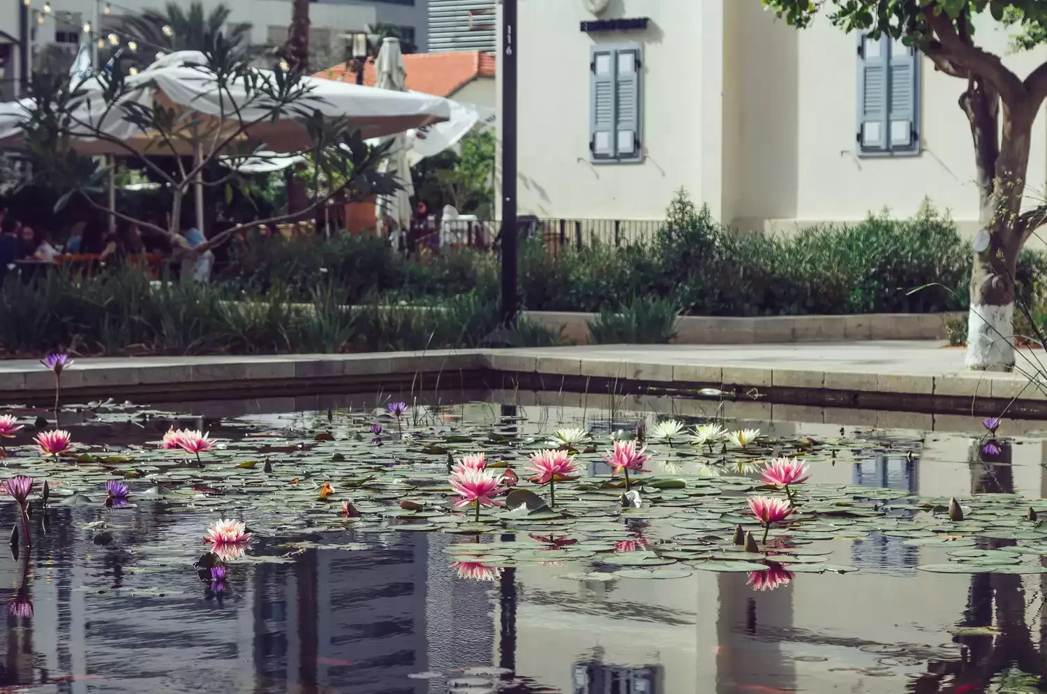 24 Beautiful Koi Pond Designs to Transform Your Outdoor Space Minimalist Koi Pond