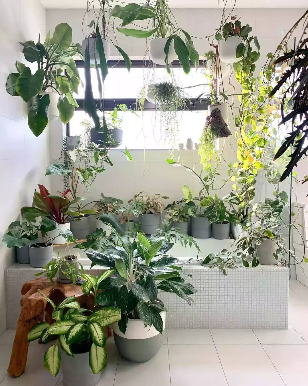 16 Beautiful Ways to Create Your Dream Indoor Garden Space Moisture-Loving Bathroom Plants