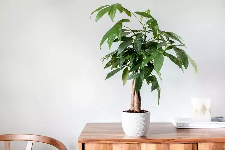 30 Beautiful Indoor Plants That Will Transform Your Home Into a Green Paradise 29 Money Tree
