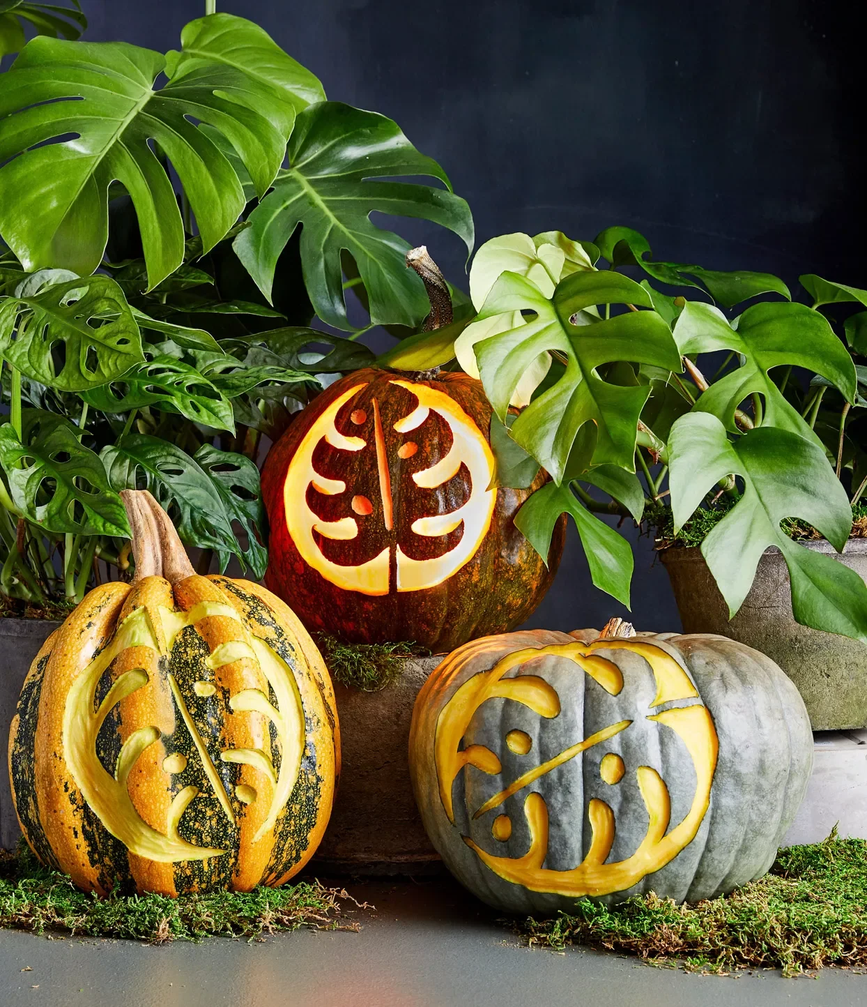 65 Free Pumpkin Carving Templates to Transform Your Porch 58 Monstera Pumpkins