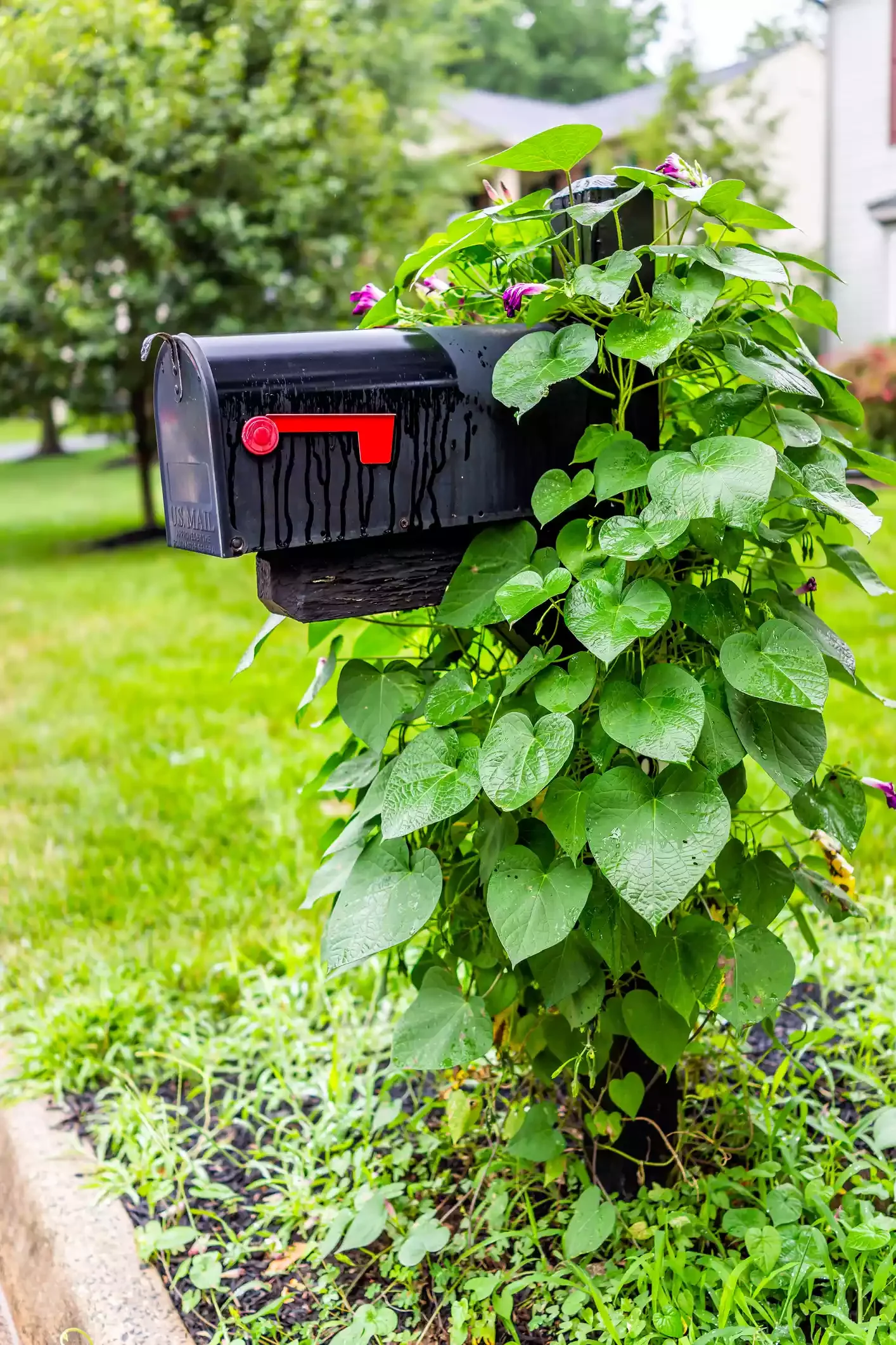 Morning Glory Mailbox Post