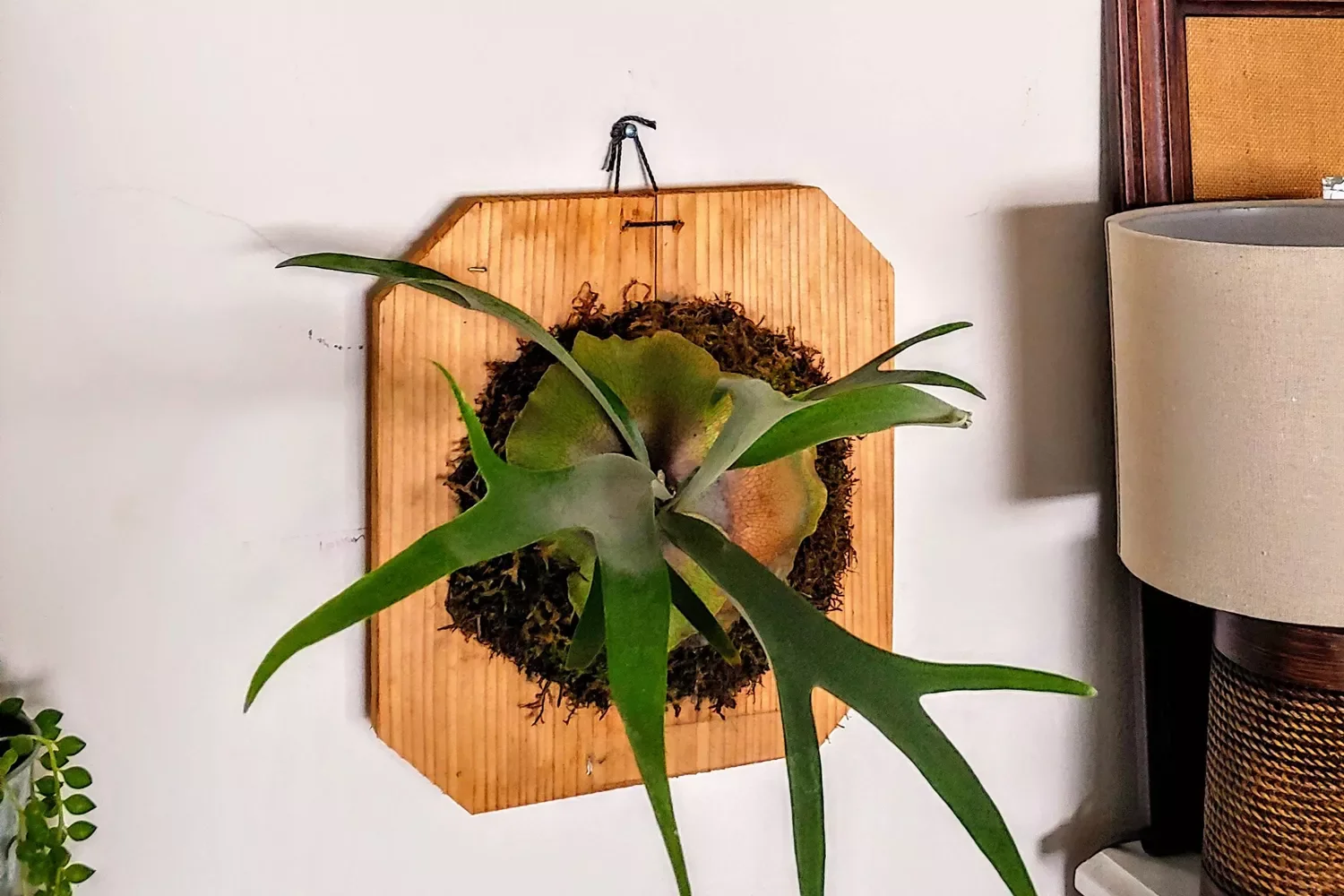 Mount Your Plants